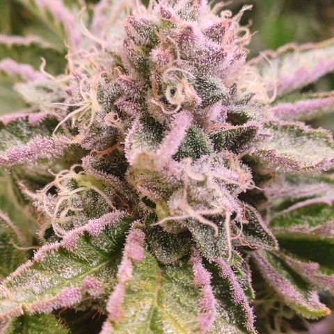 Peyote cookies  growlog timeline photo