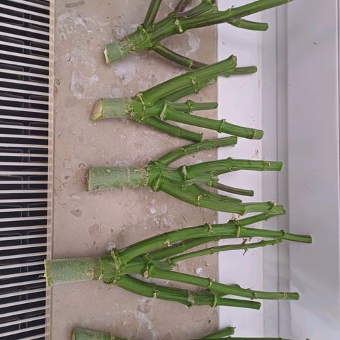 Mimosa x orange punch  growlog timeline photo