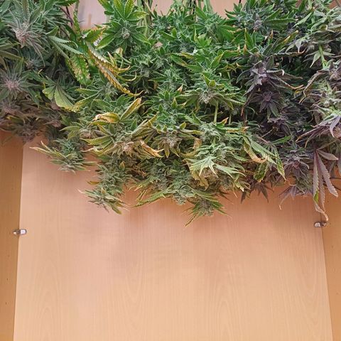 Mimosa x orange punch  growlog timeline photo
