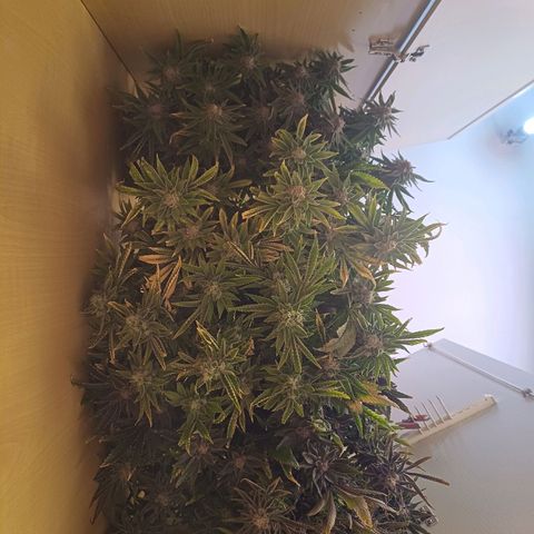 Mimosa x orange punch  growlog timeline photo