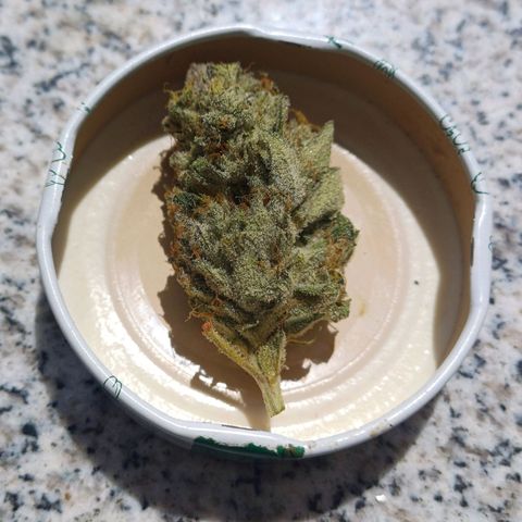 Mimosa x orange punch  growlog timeline photo
