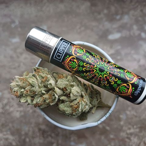 Mimosa x orange punch  growlog timeline photo