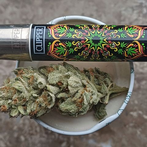 Mimosa x orange punch  growlog timeline photo