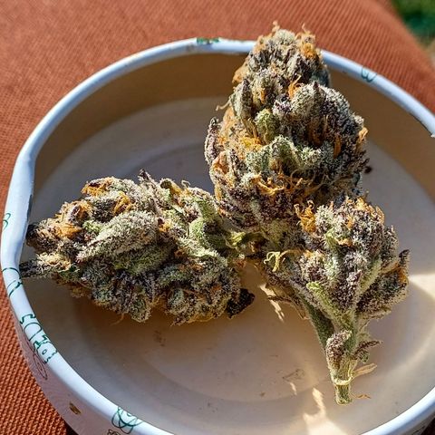 Peyote cookies  growlog timeline photo
