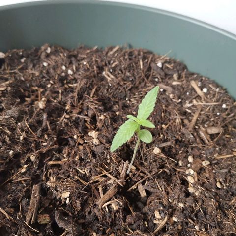 Kunibert Kasper growlog timeline photo