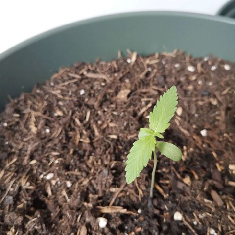 Greta Gieselberta growlog timeline photo