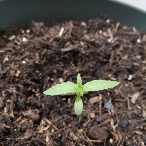Ramon Reiner growlog timeline photo