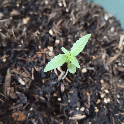 Kunibert Kasper growlog timeline photo