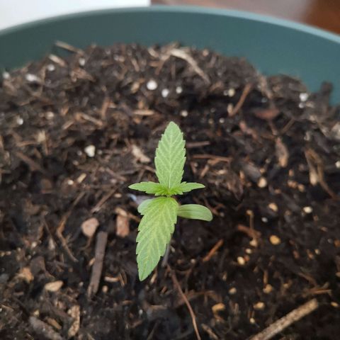 Ramon Reiner growlog timeline photo