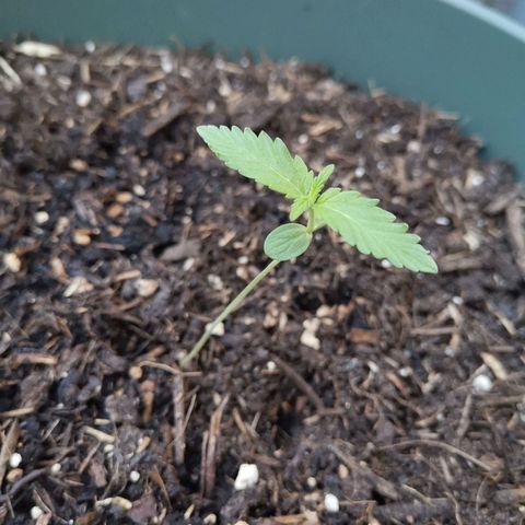 Greta Gieselberta growlog timeline photo
