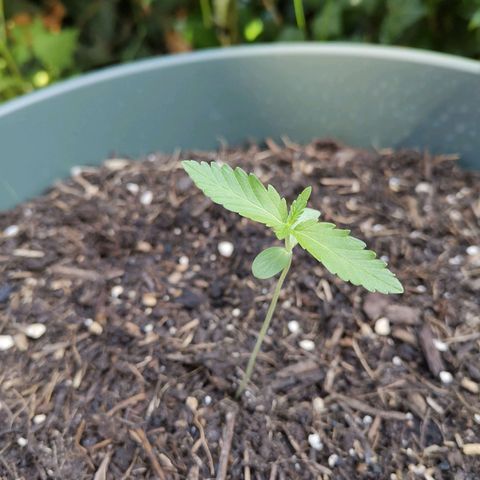 Greta Gieselberta growlog timeline photo