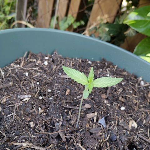 Ramon Reiner growlog timeline photo