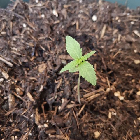 Kunibert Kasper growlog timeline photo