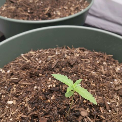 Greta Gieselberta growlog timeline photo