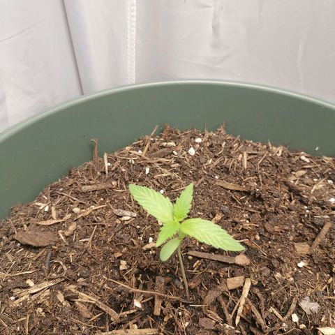 Ramon Reiner growlog timeline photo