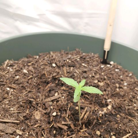 Kunibert Kasper growlog timeline photo