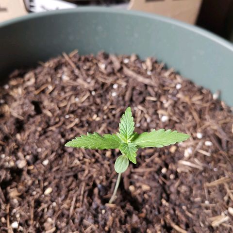 Greta Gieselberta growlog timeline photo
