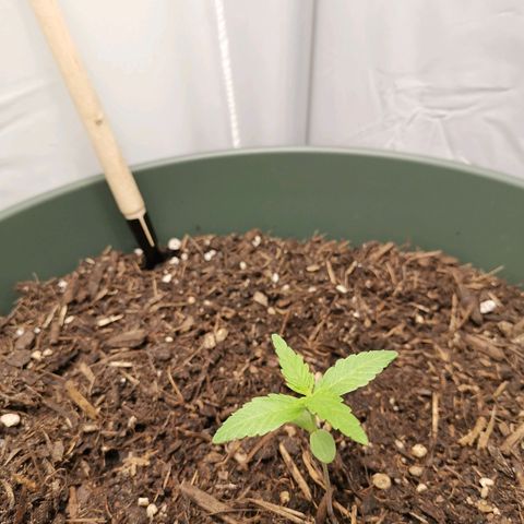 Kunibert Kasper growlog timeline photo