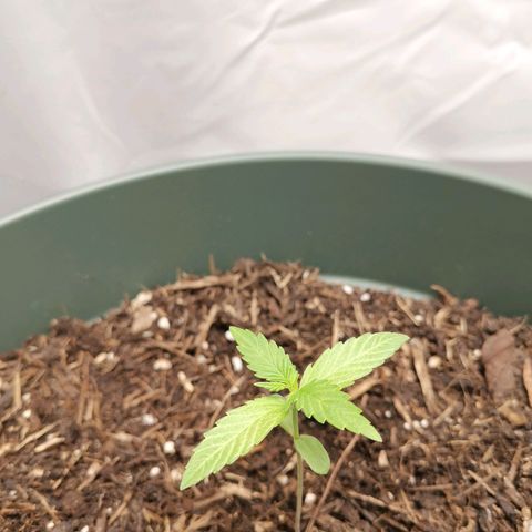 Ramon Reiner growlog timeline photo