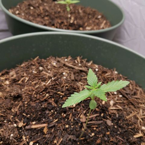 Greta Gieselberta growlog timeline photo