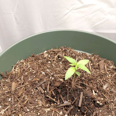 Ramon Reiner growlog timeline photo