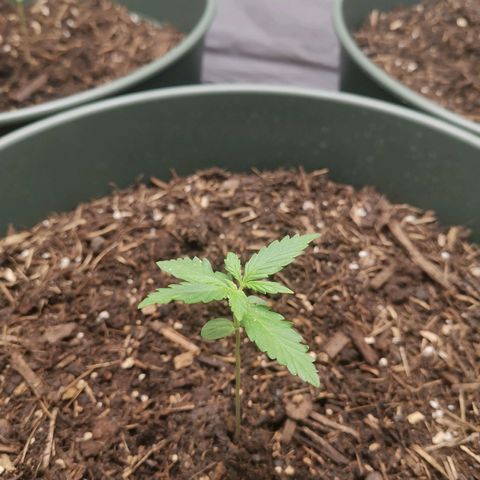 Greta Gieselberta growlog timeline photo