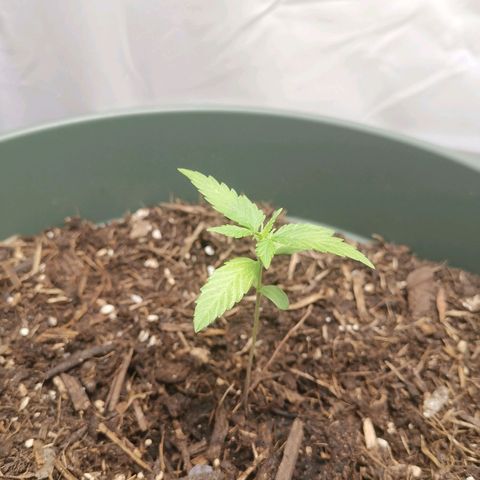 Ramon Reiner growlog timeline photo