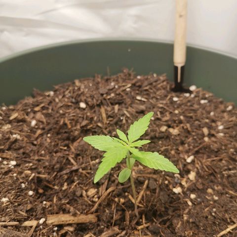 Kunibert Kasper growlog timeline photo