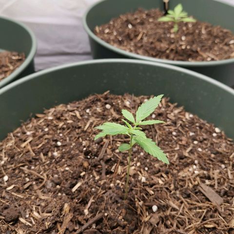 Greta Gieselberta growlog timeline photo