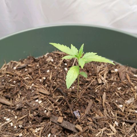 Ramon Reiner growlog timeline photo