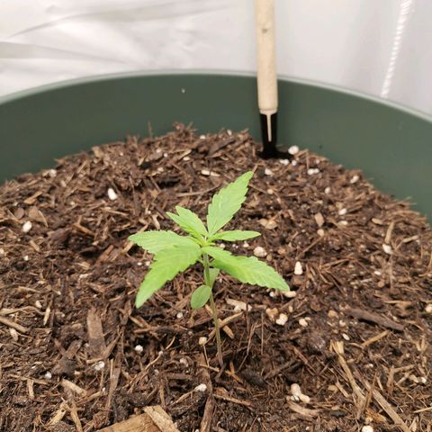 Kunibert Kasper growlog timeline photo