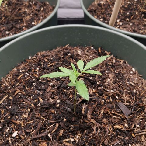 Greta Gieselberta growlog timeline photo