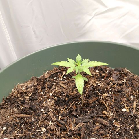 Ramon Reiner growlog timeline photo