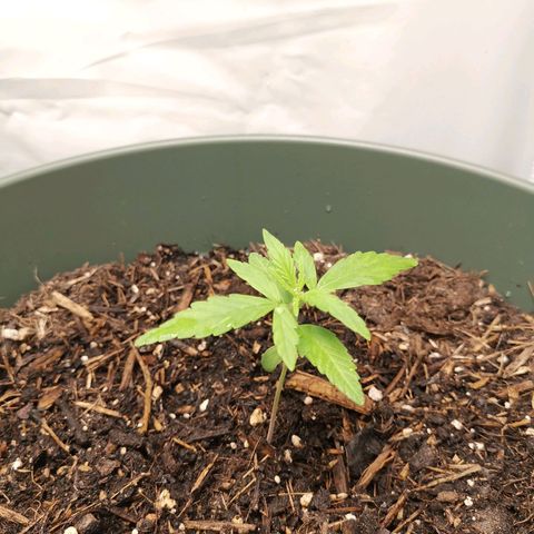 Kunibert Kasper growlog timeline photo