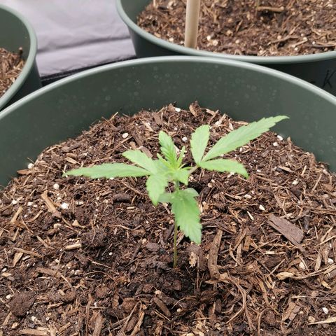 Greta Gieselberta growlog timeline photo