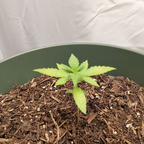 Ramon Reiner growlog timeline photo