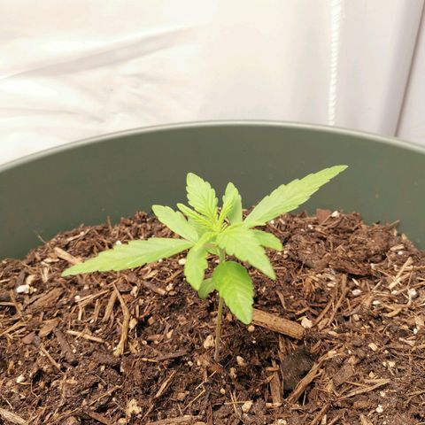 Kunibert Kasper growlog timeline photo