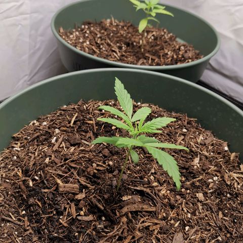 Greta Gieselberta growlog timeline photo