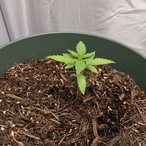 Ramon Reiner growlog timeline photo