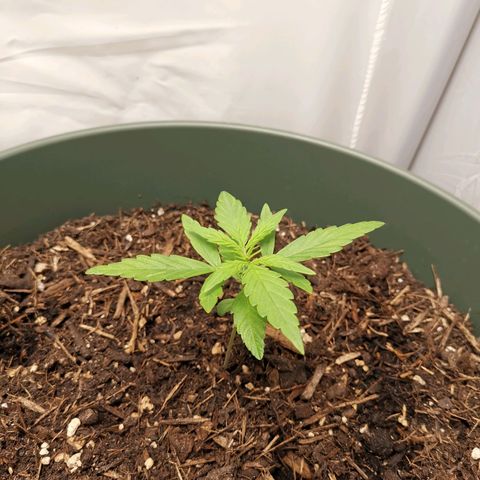 Kunibert Kasper growlog timeline photo