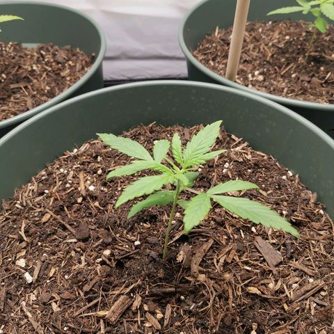 Greta Gieselberta growlog timeline photo