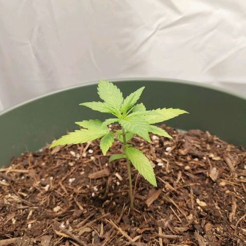 Ramon Reiner growlog timeline photo