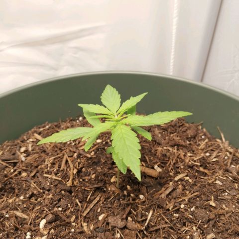 Kunibert Kasper growlog timeline photo