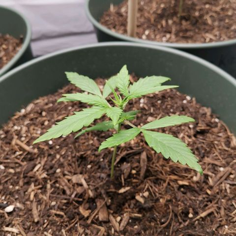 Greta Gieselberta growlog timeline photo