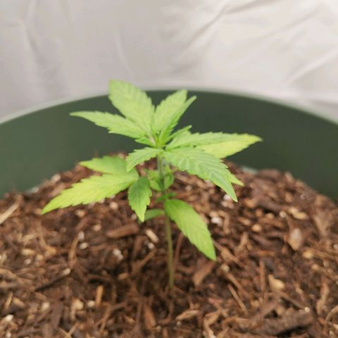 Ramon Reiner growlog timeline photo