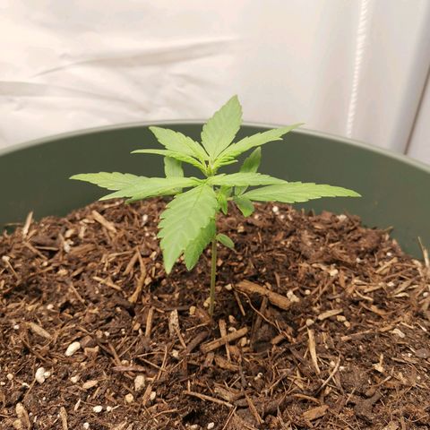 Kunibert Kasper growlog timeline photo