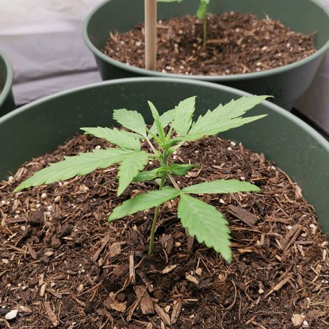 Greta Gieselberta growlog timeline photo