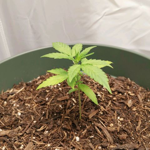 Ramon Reiner growlog timeline photo