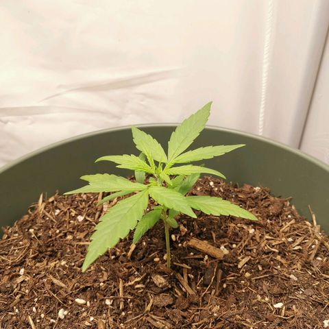 Kunibert Kasper growlog timeline photo