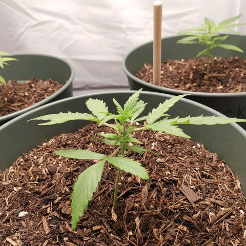 Greta Gieselberta growlog timeline photo